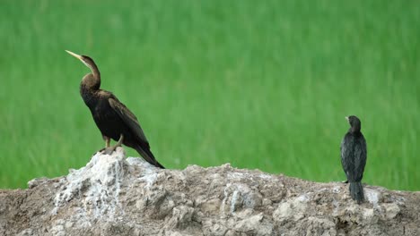 Darter-Oriental-Anhinga-Melanogaster-Y-Pequeño-Cormorán-Microcarbo,-Material-De-Archivo-4k