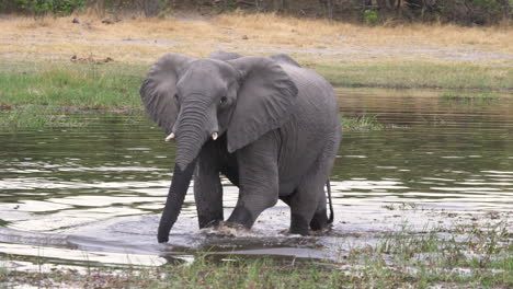 adolescent elephant walking and drinking water from a river in botswana