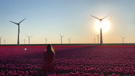 girl in field of tulips and wind turbines at sunset in netherlands