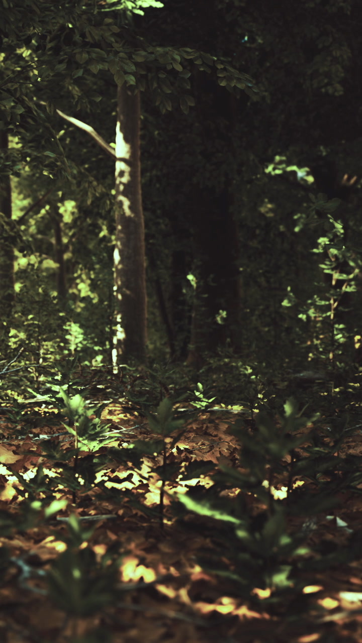Sunlight filters through trees creating a serene forest scene in nature