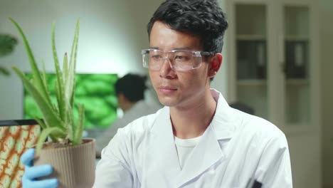 asian man researcher looking at aloe vera. scientist observing genetic mutation on plants, working in agriculture laboratory