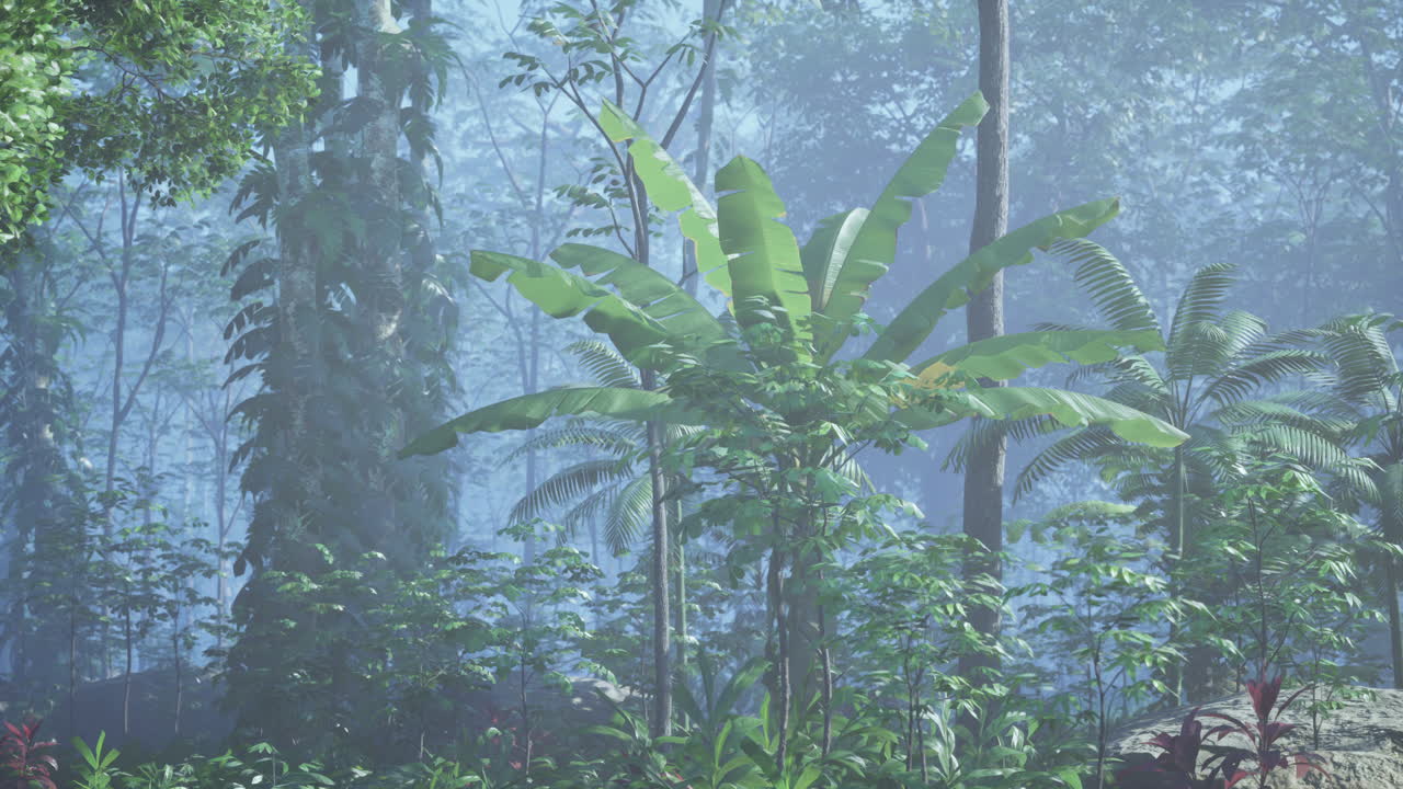 Misty Tropical Rainforest