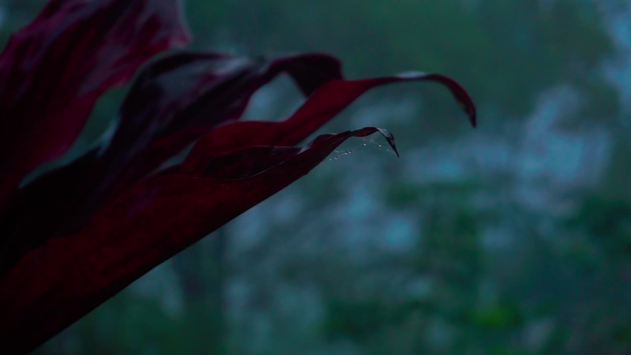 Duggfriske røde blader fra planten som svaier i vinden midt i den tåkete skogen om morgenen – Selektiv fokus med uskarp bakgrunn