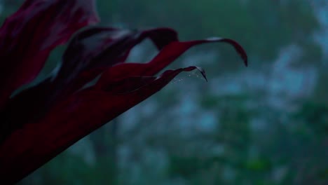 dewy red leaves of the plant swaying on the wind in the middle of the misty forest in the morning - selective vocus with blur background