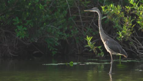 great blue heron bird standing in pond water with morning light