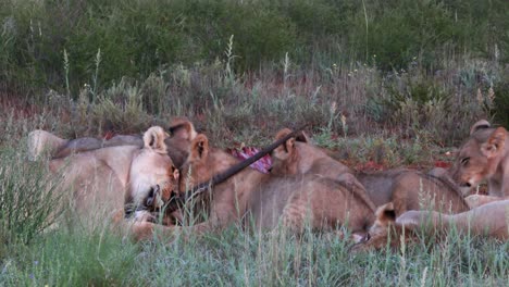 pride of lions gorge themselves on a recent gemsbok antelope kill