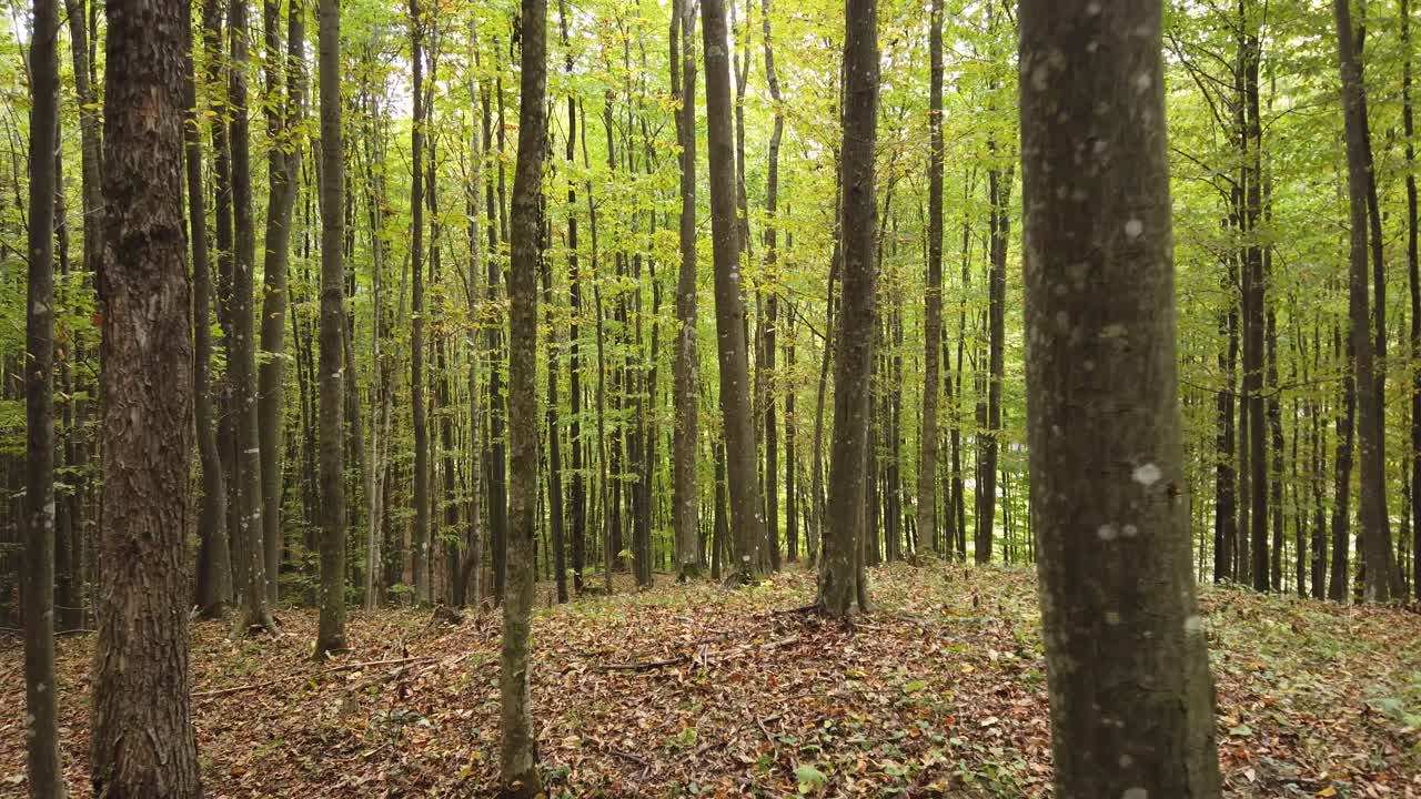 hermoso paseo por el bosque de otoño, escena rural en temporada de otoño