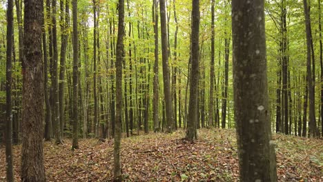 Beautiful-autumn-forest-walk,-rural-scene-on-fall-season