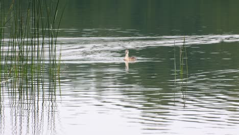 calm summer landscape of forest lake. water bird