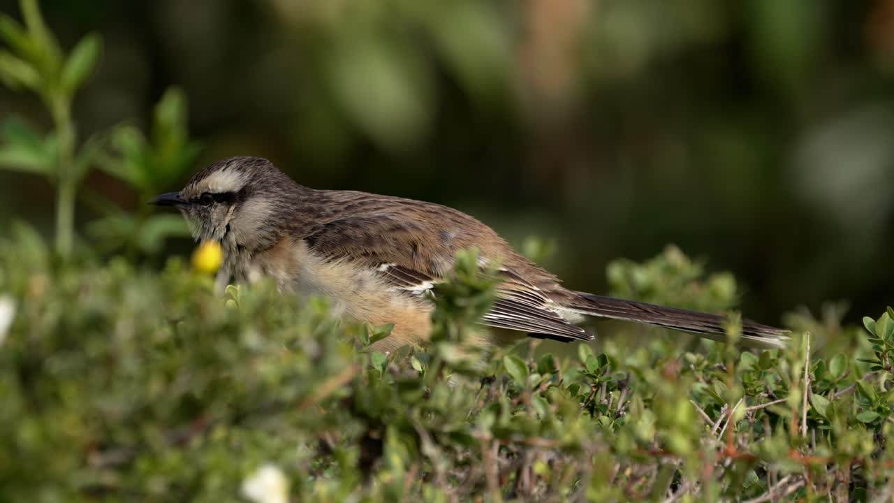 un sinsonte cejiblanco en un patio trasero a la altura de los ojos-1