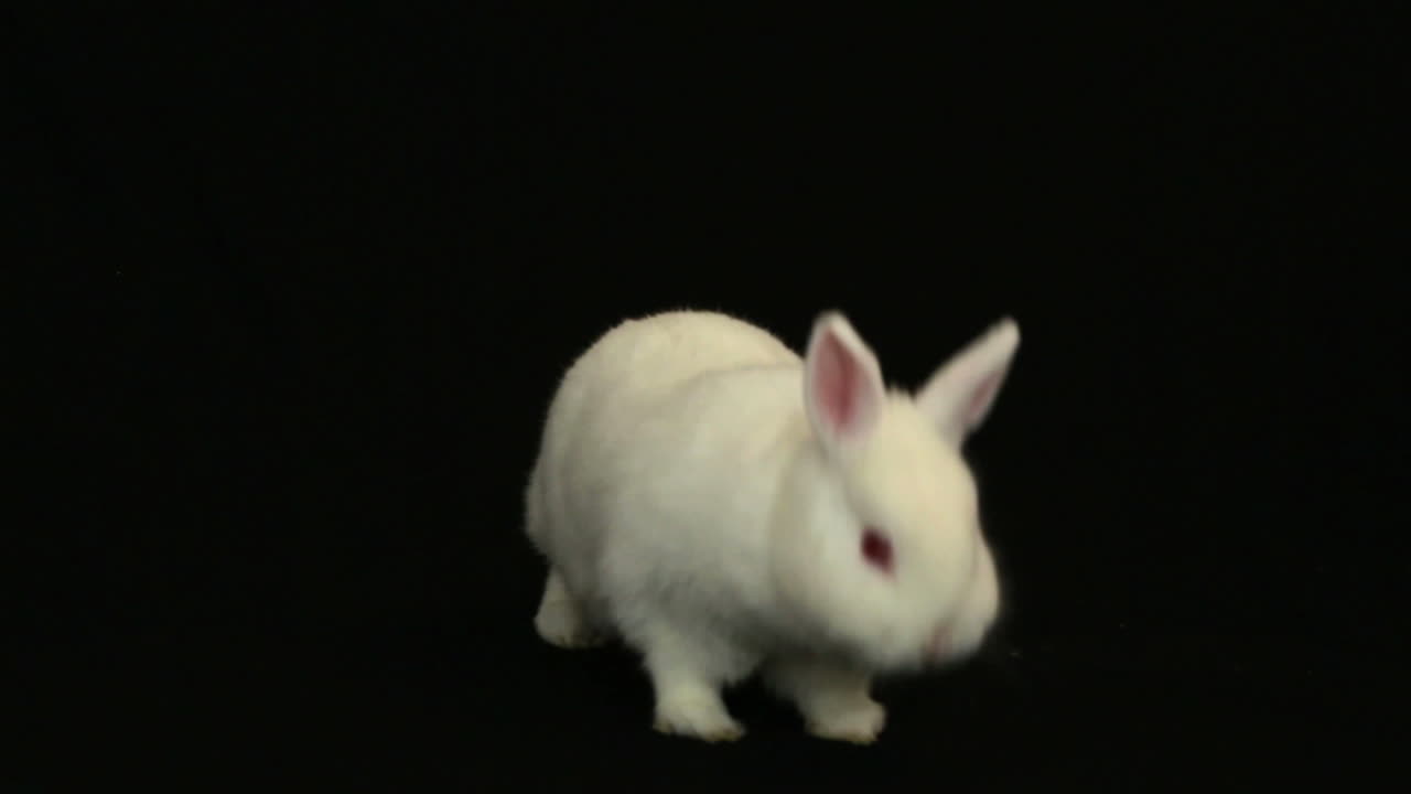 토끼가 주변을 어보고 있다