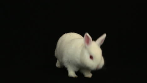 el conejo blanco olfateando