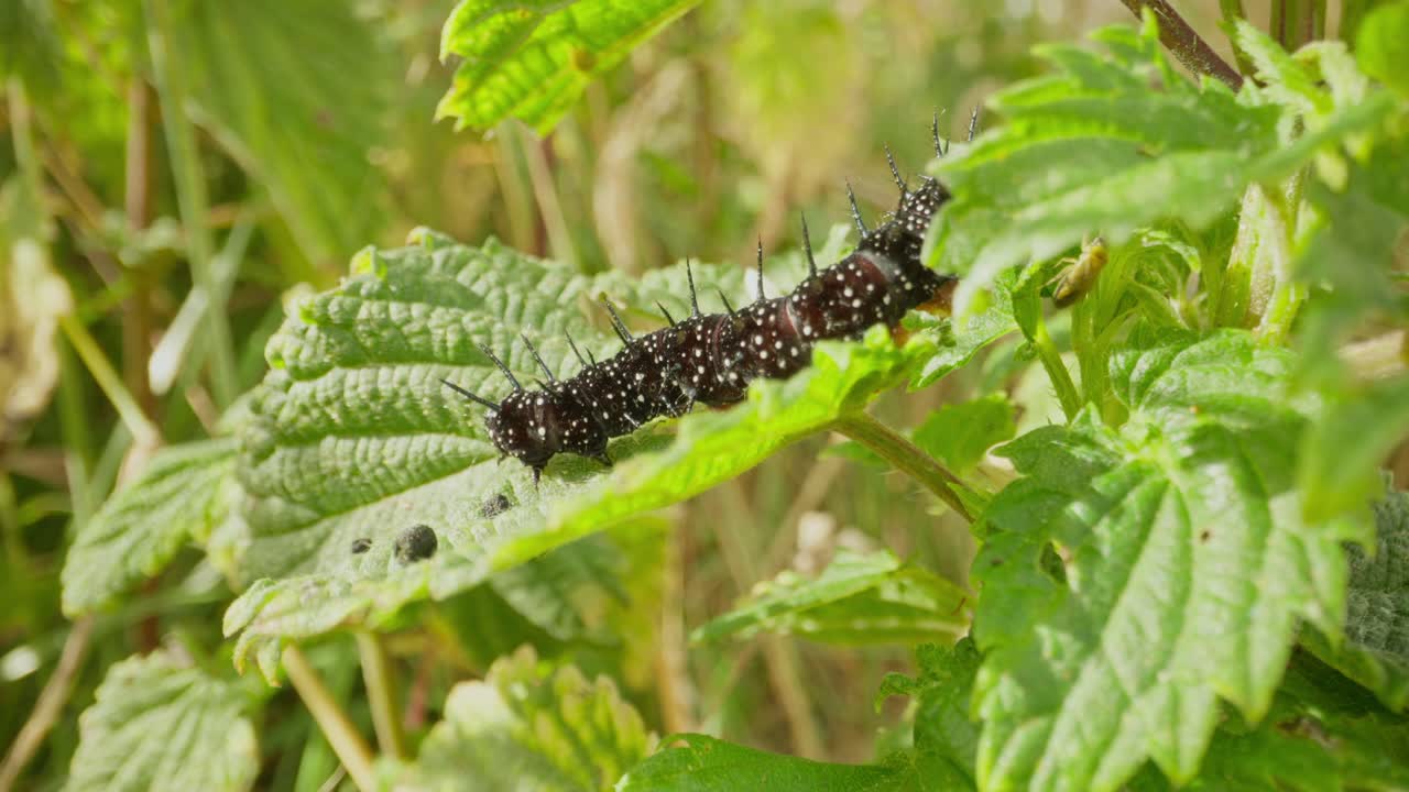 Peacock butterfly caterpillar moving across green foliage