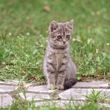 little kitten outside. portrait of a grey kitten sitting in green grass. gray cat is running quickly near the little kitty in summer day.