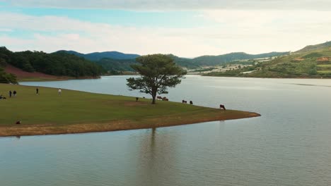 drone view the lonely pine tree - famous place in tuyen lam lake of da lat, lam dong province, central highlands vietnam