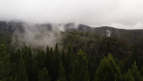 Aerial-dolly-above-redwood-conifer-tree-tops-into-forest-breath