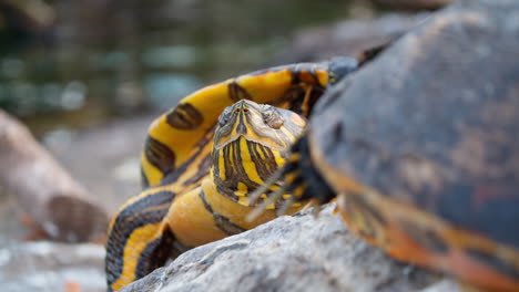 Mittelmeerschildkröte-Blinzelt-Und-Streckt-Ihren-Hals