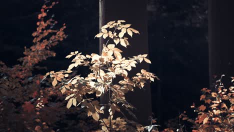 a close-up of the golden leaves on a delicate branch backlit by the autumn sun