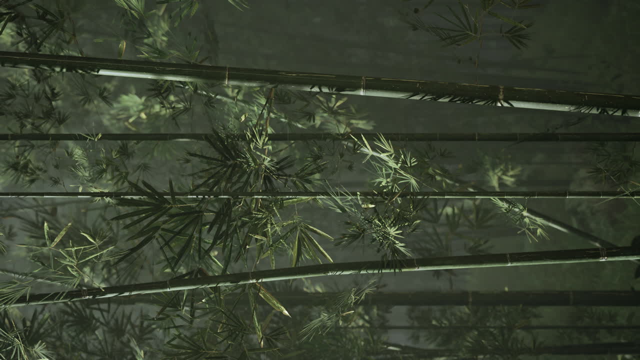 el bosque de bambú brumoso