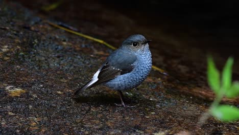 this female plumbeous redstart is not as colourful as the male but sure it is so fluffy as a ball of a cute bird