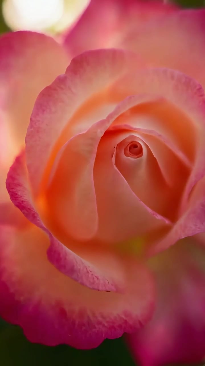 Rosa rosa delicata che sboccia con luce solare soffusa e bokeh