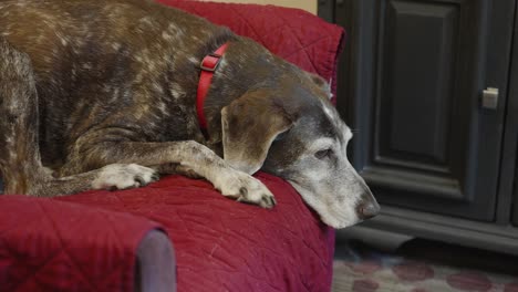 senior german shorthaired pointer resting on a red couch