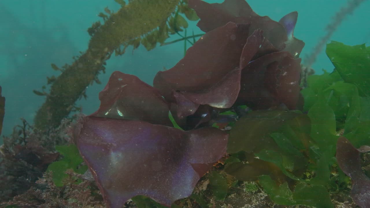 Rainbow Leaf
seaweed in a reef in the Pacific Northwest in Canada.