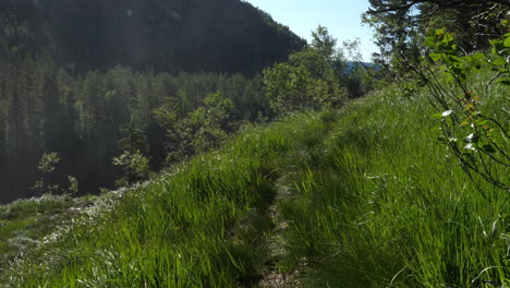 Misty-spray-sprinkling-on-tall-grass-blowing-gently-in-windy-forest