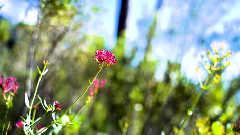 Eine-Ruhige-Bougainvillea-Flattert-Gegen-Den-Wind-über-Einem-Hintergrund-Aus-Grünen-Pflanzen-Und-Bäumen-In-Der-Ferne