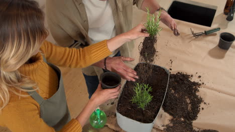 planting rosemary together, couple engaging in gardening activity at home