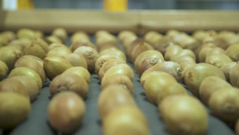 kiwi fruits rolling on a conveyor belt inside a processing factory in shaanxi province, china.