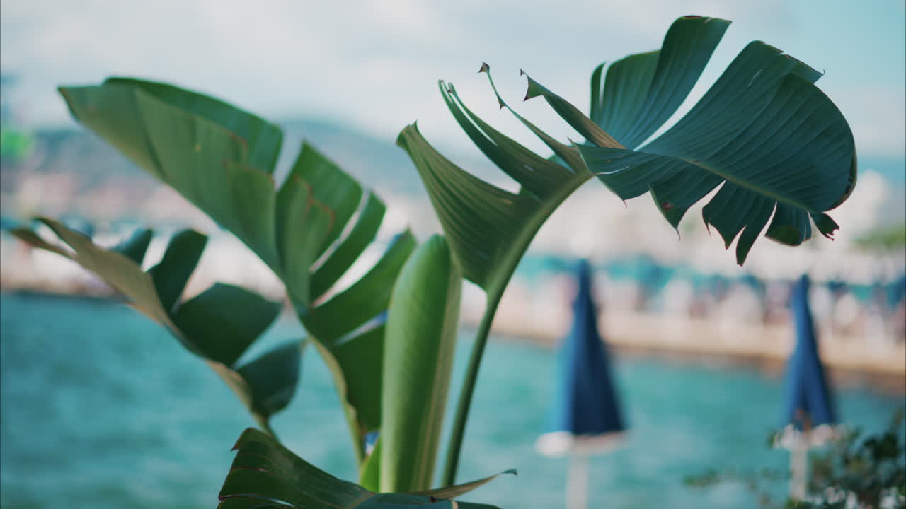 Close up of a palm tree branch with a blurry view of the beach on the background