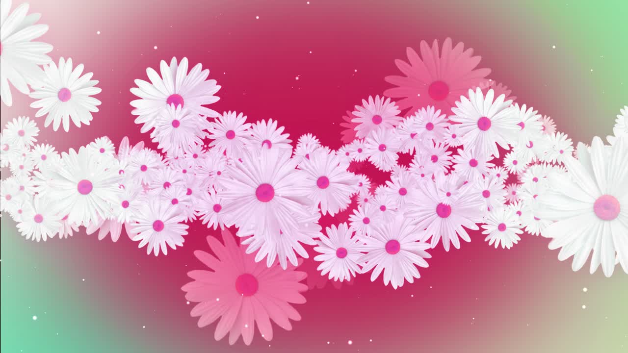 Beautiful pink cosmos flower in meadow field blooming in springtime spinning right to left concert