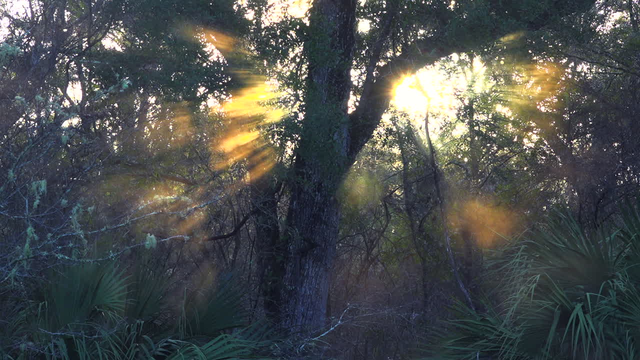 The sun rises through fog in the Florida Everglades 2