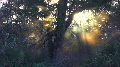 el sol sale a través de la niebla en los everglades de florida 2