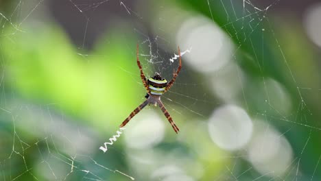 el viento en el bosque mueve esta telaraña con un individuo en el medio, argiope keyserlingi araña de telaraña, tailandia