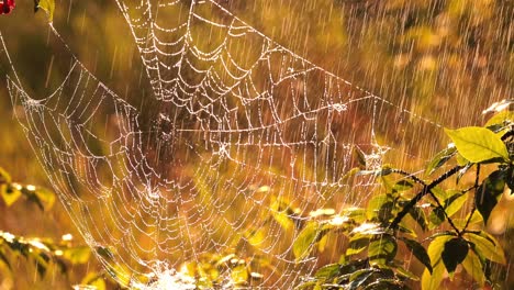 rain in the forest at sunset. cobwebs in small drops of rain.