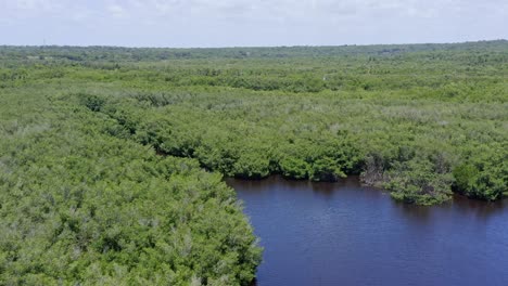 aerial flyover natural river surrounded by deep mangrove fields on dominican republic