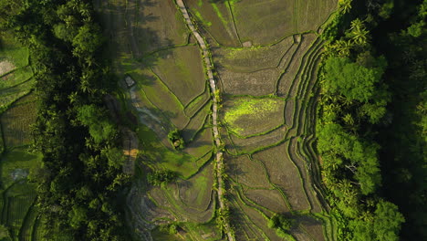 Aerial-over-rice-fields-in-Ubud,-Bali,-Indonesia