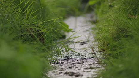 Fast-flowing-fresh-stream-water-in-natural-green