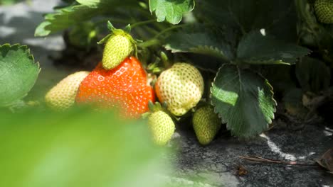 Slide-shot-of-fresh-organic-red-ripe-strawberries-hanging-on-a-bush,-harvesting-fruit-farm-strawberry-bushes-in-the-greenhouse,-summer-day