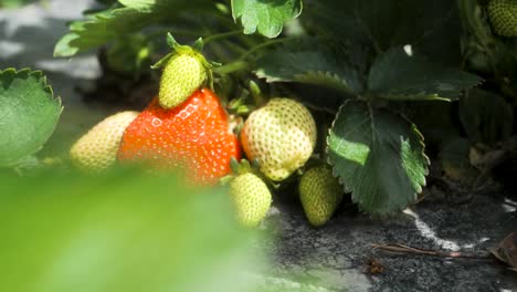 slide shot of fresh organic red ripe strawberries hanging on a bush, harvesting fruit farm strawberry bushes in the greenhouse, summer day