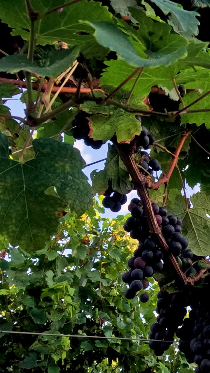 uvas que crecen en las vides en blaye, francia