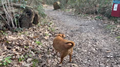 Perro-Jack-Russel-Paseando-Y-Olfateando-Por-El-Campo-En-Inglaterra