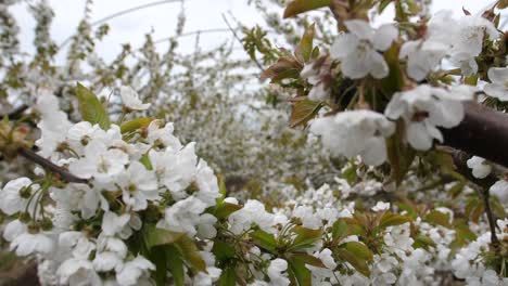 Kent-cherry-trees-with-hoop-roof-for-greenhouse-cover-protection-in-case-of-hail-or-rain