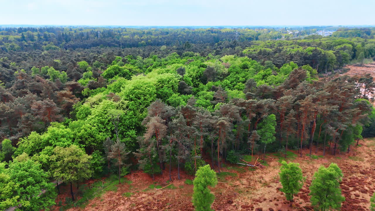Lush forest with open areas. Aerial view of a vibrant green forest with patches of clear land and trees spreading across the landscape