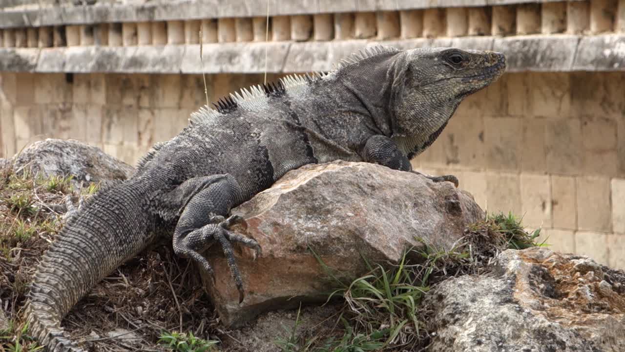 바위에 앉아 있는 이구아나의 클로즈업 샷