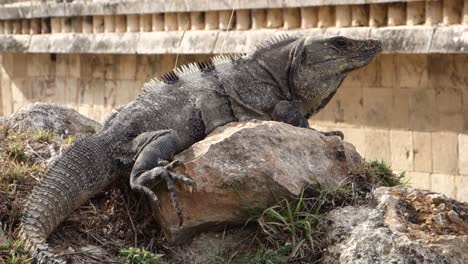 close up shot of an iguana sitting on a rock