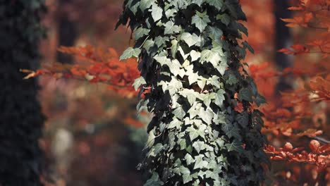 Ivy-vines-entangle-the-thick-tree-trunks-in-the-autumn-forest