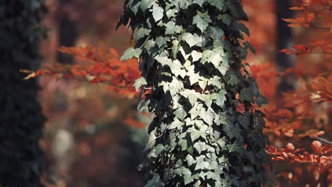 Ivy vines entangle the thick tree trunks in the autumn forest